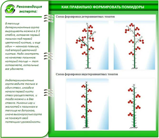 Схема формирования индетерминантных томатов в теплице. Схема формировки детерминантных томатов в теплице. Схема посадки детерминантных томатов. Помидоры индетерминантные формирование. Что такое детерминантный сорт томатов и индетерминантный