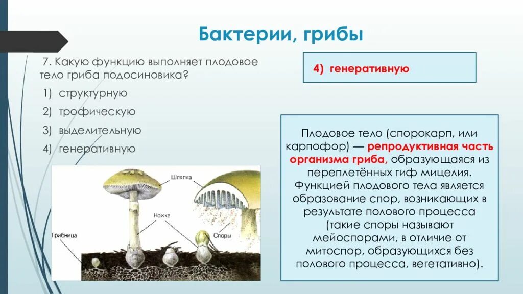 Функции частей гриба грибница. Функция плодового тела мухомора. Функции плодового тела гриба. Грибы и бактерии. Бактерии и грибы составляют в экосистеме группу