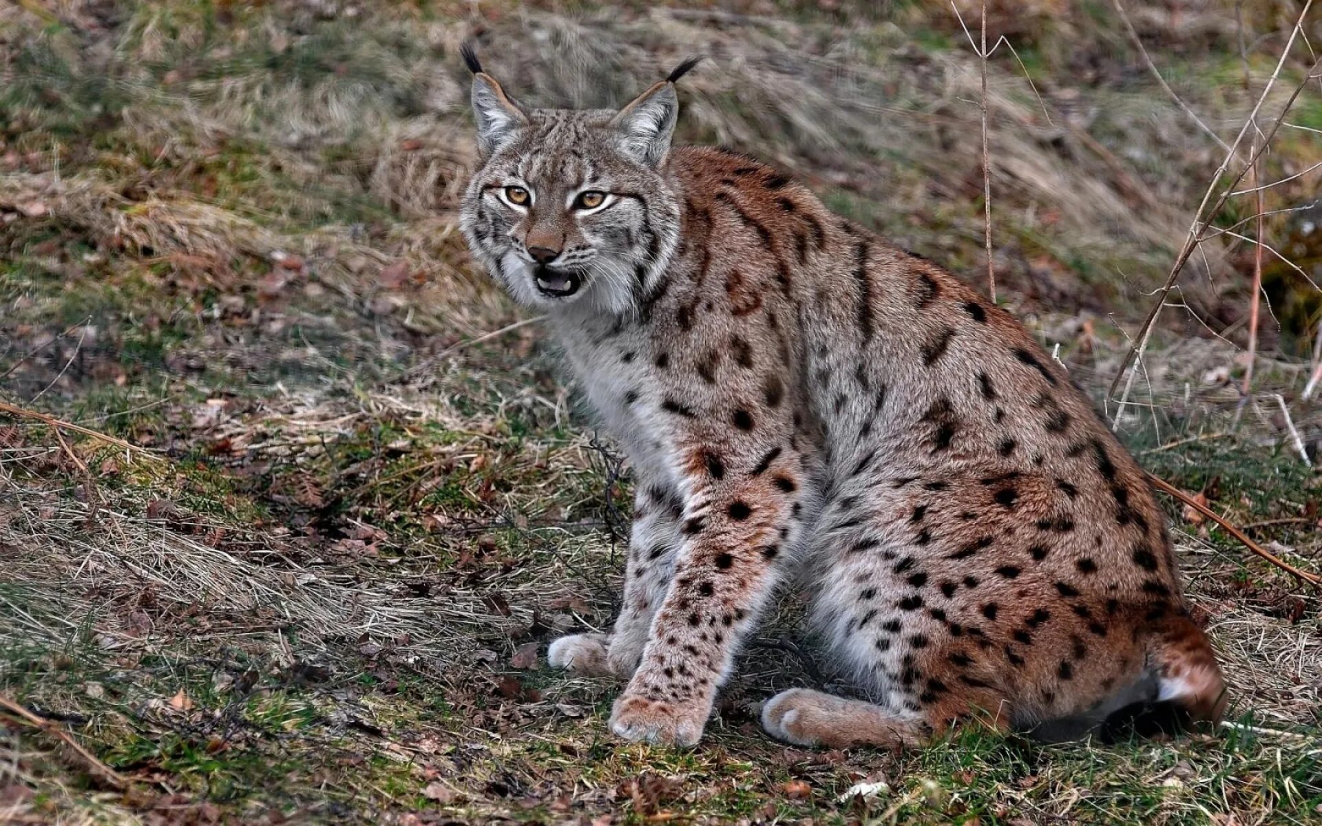 Рысь сидит. Обыкновенная Рысь. Пятнистая Рысь. Lynx Lynx Linnaeus, 1758. Вислоухая Рысь.