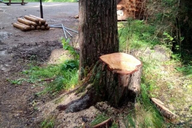 Разрешенное дерево. Вырубка деревьев в баскете. Побеги из срубленного дерева. Вырубка деревьев в СВАО. Посадили 56 деревьев