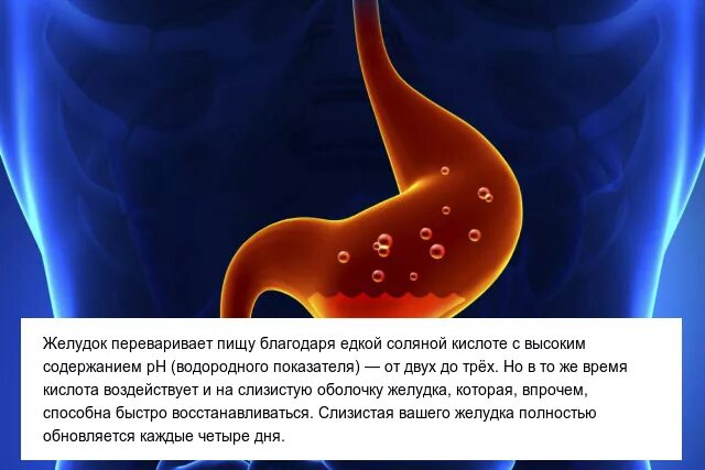 Плохо переваривается пища в желудке. Факты о желудке. Интересные факты о желудке. Желудок не переваривается пищу. Интересные факты о желудке человека для детей.