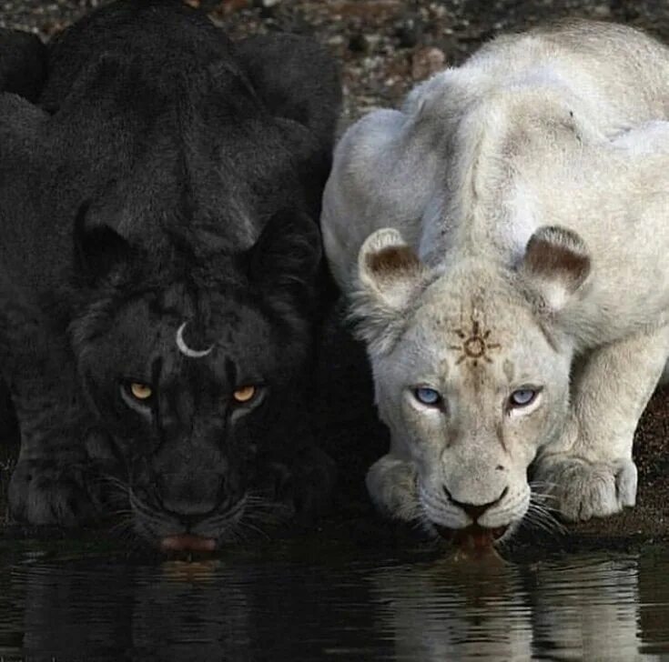 Izulu the white lioness (Daughter of Kya) Dawn Flickr