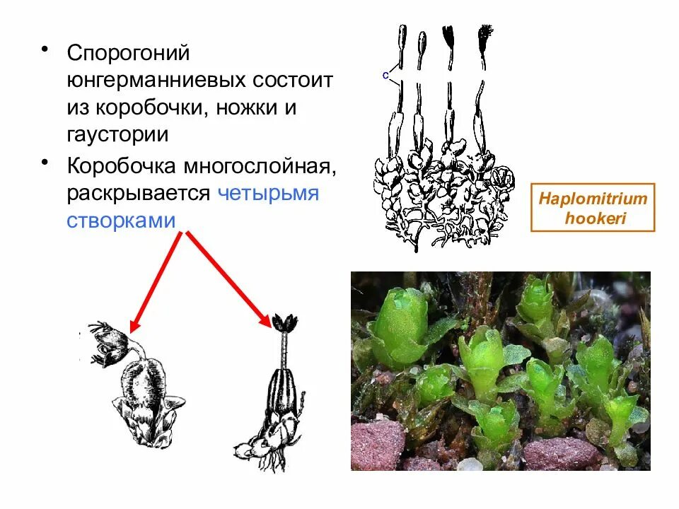 Спорогон сфагнума. Гаустория у мхов. Печеночные мхи строение. Спорогоний у мхов. Ножка спорогона