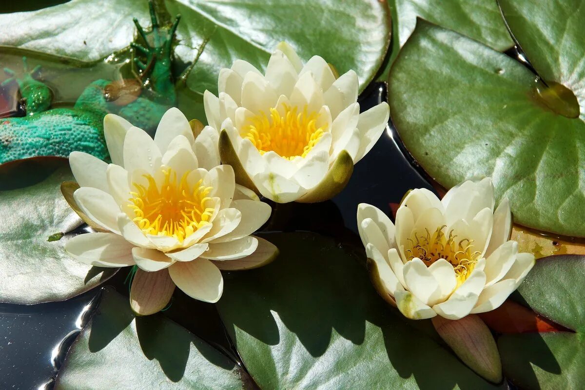 Нимфея филлер. Нимфея филлер. Нимфея филлер. Нимфея филлер. Ондинея.