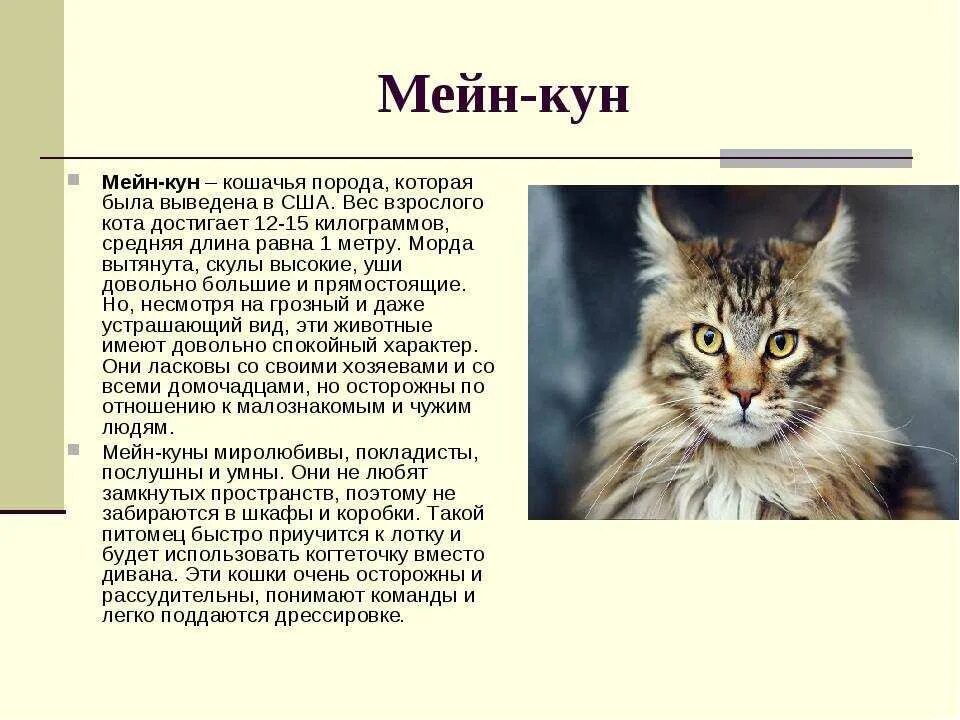 Описание домашнего кота 2 класс. Описание Мейн куна характеристики. Мейн куны порода кошек описание. Описать породу кошек Мейн кун описание. Мейн кун рассказ о породе.