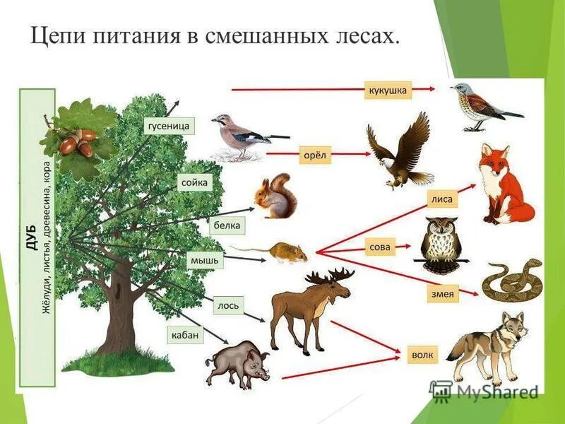 схема цепи лесного сообщества. схема цепи лесного сообщества. пищевая цепочка. пищевая цепь смешанные и широколиственные леса. пищевые цепочки животных для детей подготовительной группы.