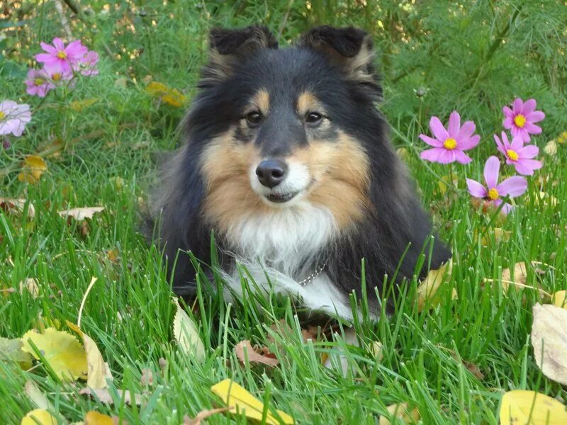 шелти и шпиц. питомник шелти в россии. шелти питомник. шелти lythwood. шелти.