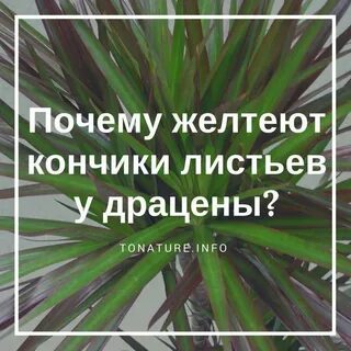 Почему желтеют кончики листа
