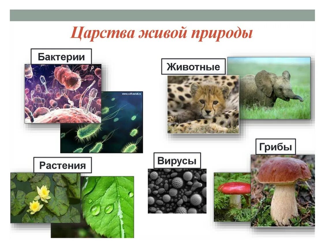 Царства живой природы 5 класс биология. Биология 5 кл царство живой природы. Царство растений животных грибов бактерий вирусов. Проект по биологии 5 класс на тему царства живой природы. Биологии 5 класс какие темы