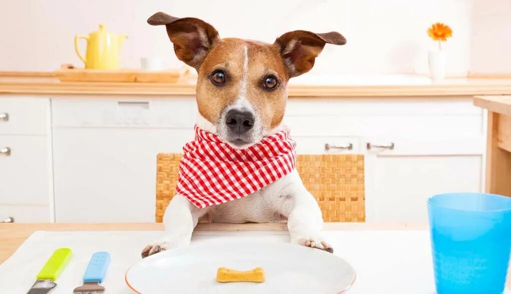 Собачка с едой. Dog be hungry. Дегустатор собачьей еды. Собака ждет. Hungry dog.