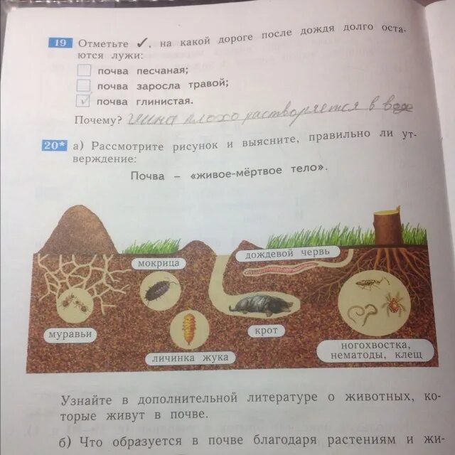 Рассмотри рисунок и дополни утверждения. Правильно ли утверждение почва живое-Мертвое тело. Животные обитающие в почве рисунки. Нарисуй кто обитает в почве. Названия животных которые живут в почве.