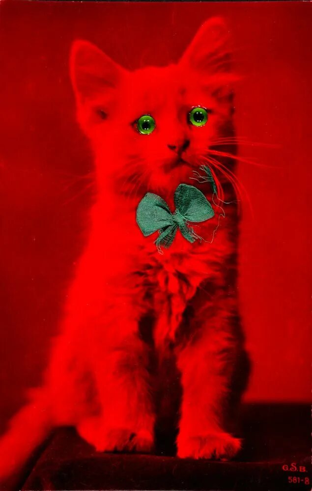 Red cat папа. Ред Кэт ред Кэт. Красная кошка. Красный котенок. Котик в красных тонах.