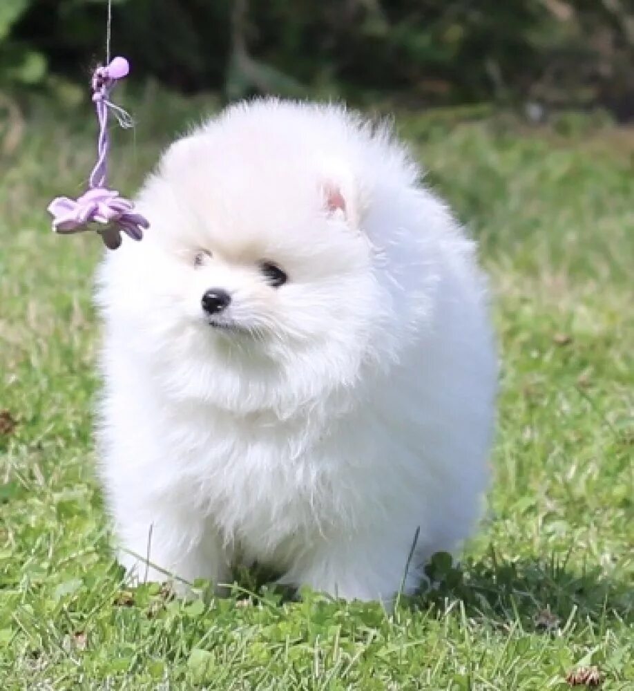 ร จ ก ส น ข พ น ธ เ จ แ ป น น ส ส ป ต ซ (Japanese Spitz) ส น ข ก อ น