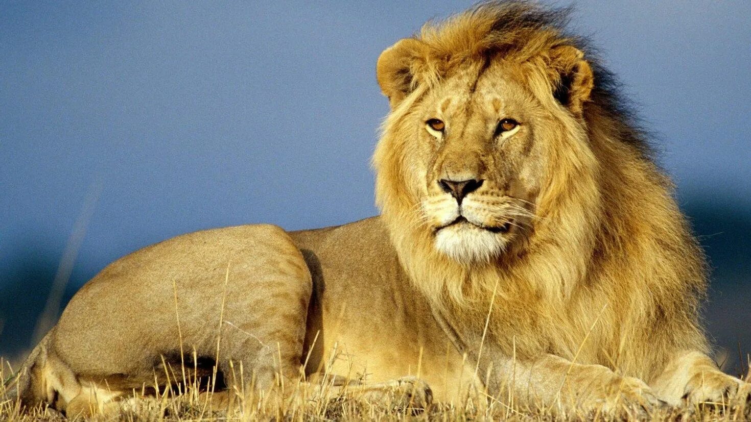 Только у баранов послушные. Лев маты. Лев маты. Лев маты. Лев.