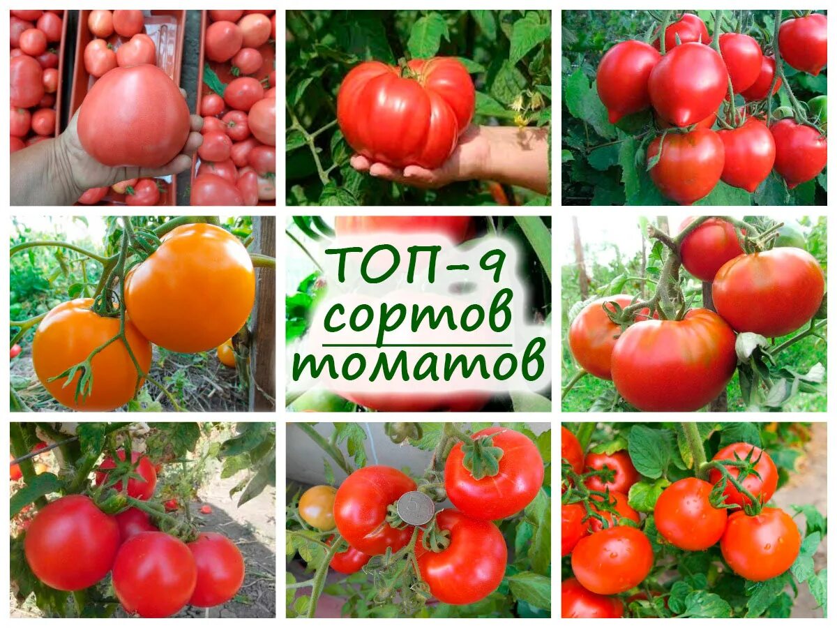 Семена сортов томатов для открытого грунта. Томат Настя. Самые вкусные помидоры сорта для открытого грунта. Сорта помидоров названия. Крупные томаты для теплиц лучшие сорта.