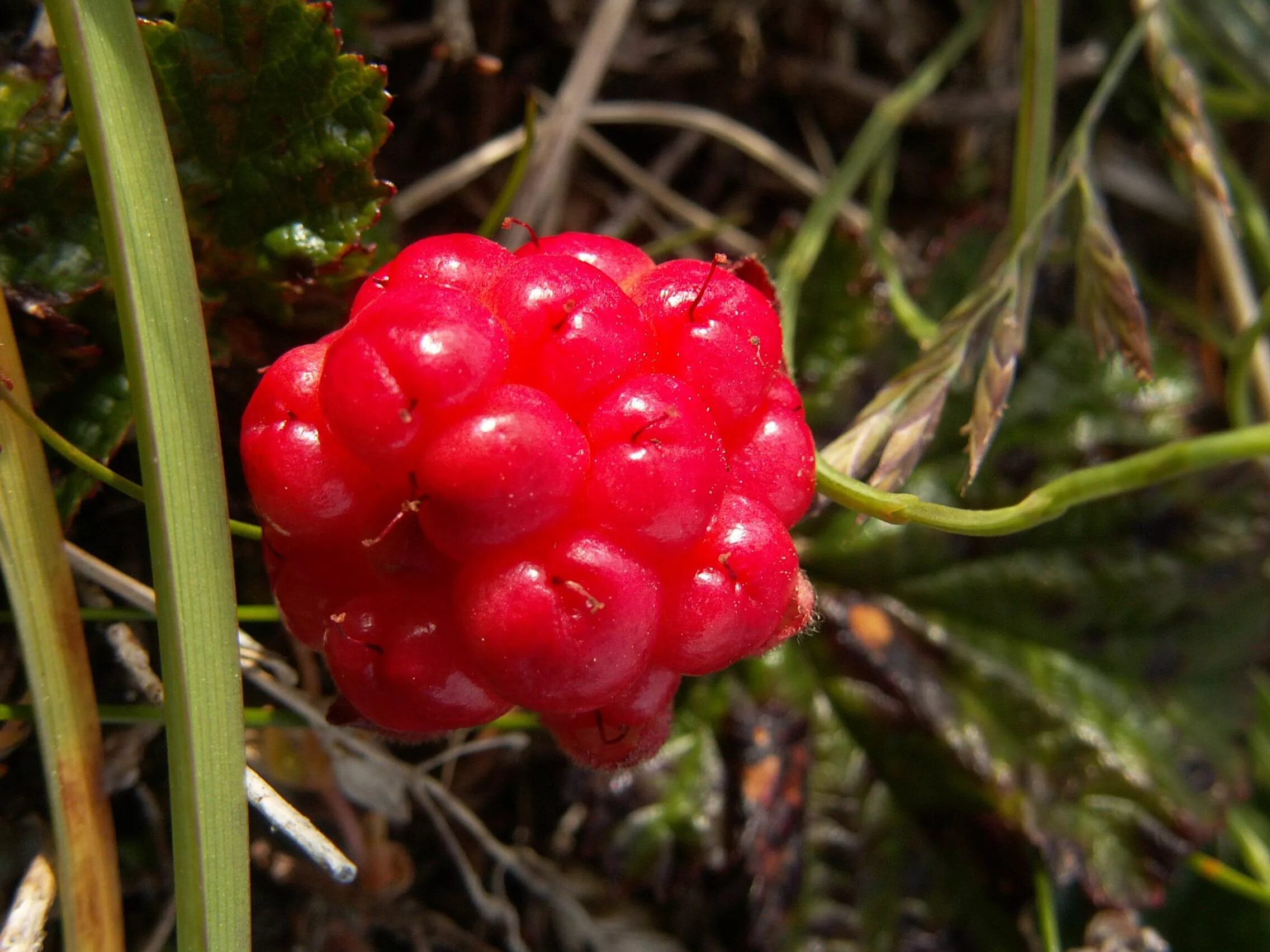 малина арктическая княженика. поляника княженика. княженика тария. княженика куст. княженика (арктическая малина) тария.
