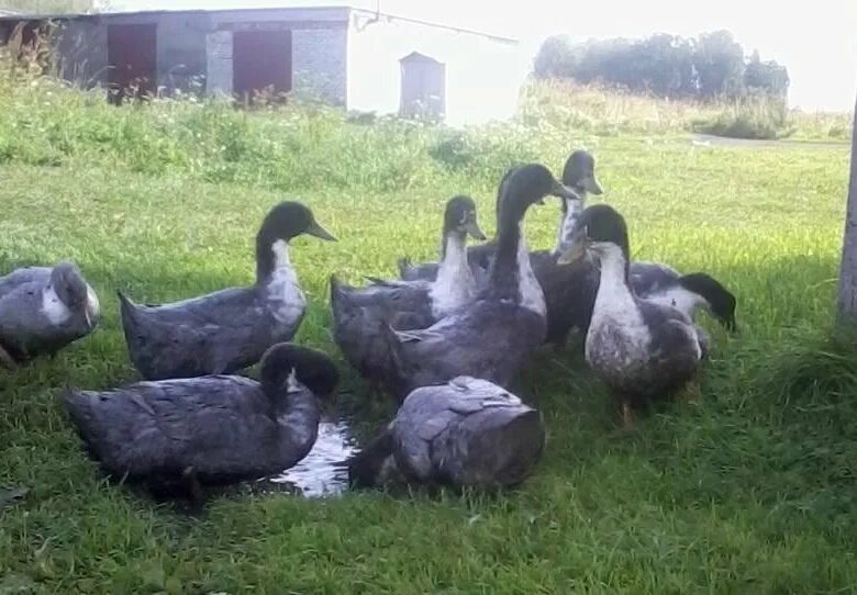 порода уток голубой фаворит. индоутка голубой фаворит. порода уток голубой фаворит. утка пекинская голубой фаворит. утки породы голубой фаворит.