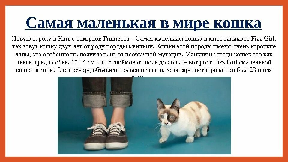 Книга рекордов котов. Самая маленькая кошка в мире рекорд Гиннесса. Самая маленькая кошка в мире. Самаямаленьккя кошка в мире. Самые маленькие кошки в мире.