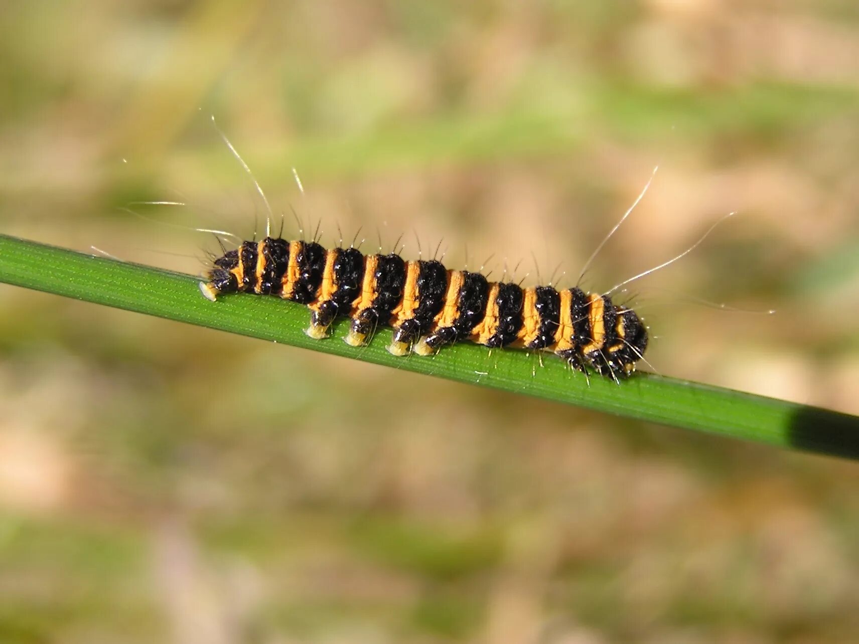 Черно желтая гусеница. Cinnabar-moth-caterpillar. лономия гусеница бабочка. полосатая гусеница. желтая гусеница.