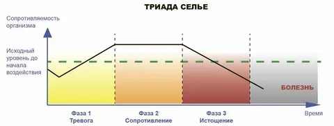 Стадии стресса по гансу селье