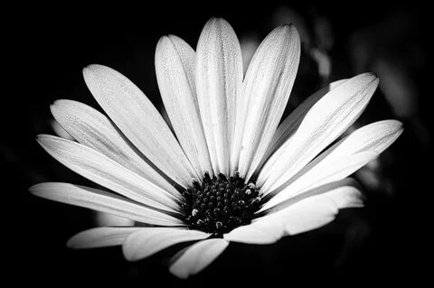 Margerite Schwarz weiß, Blüten, Blumen.
