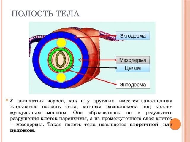 Полость тела круглых червей. Вторичная полость тела у кольчатых червей. Полость тела круглого червя. Полость тела целом. Полости тела червя находится