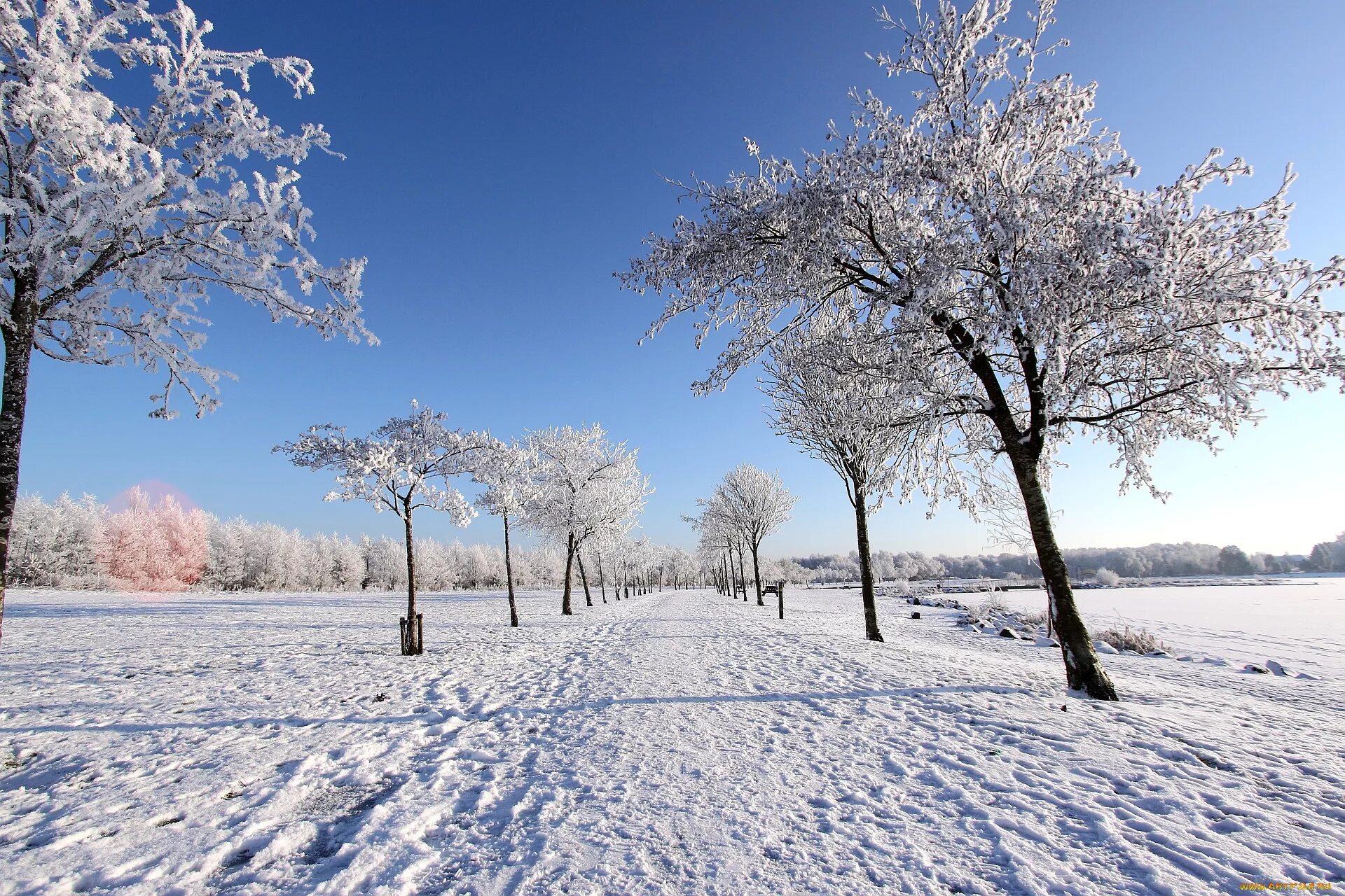 Снежная зима к какому лету. Зимнее дерево. Зимняя природа. Зима поле деревья. Лето зимой.