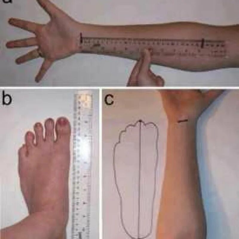 Сколько сантиметров рука. Стопа и предплечье. Размер от запястья до локтя. Размер ноги от локтя до запястья. Длина стопы равна длине от запястья до локтя.