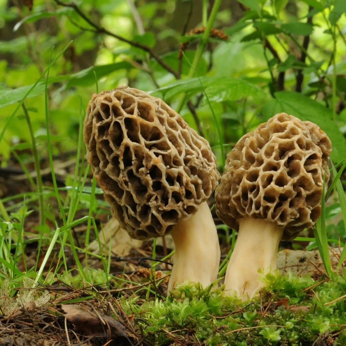 Весенний гриб похожий на сморчок. Сморчок съедобный (Morchella esculenta).. Сморчок Луговой. Гриб сморчок обыкновенный. Гриб строчок и сморчок.