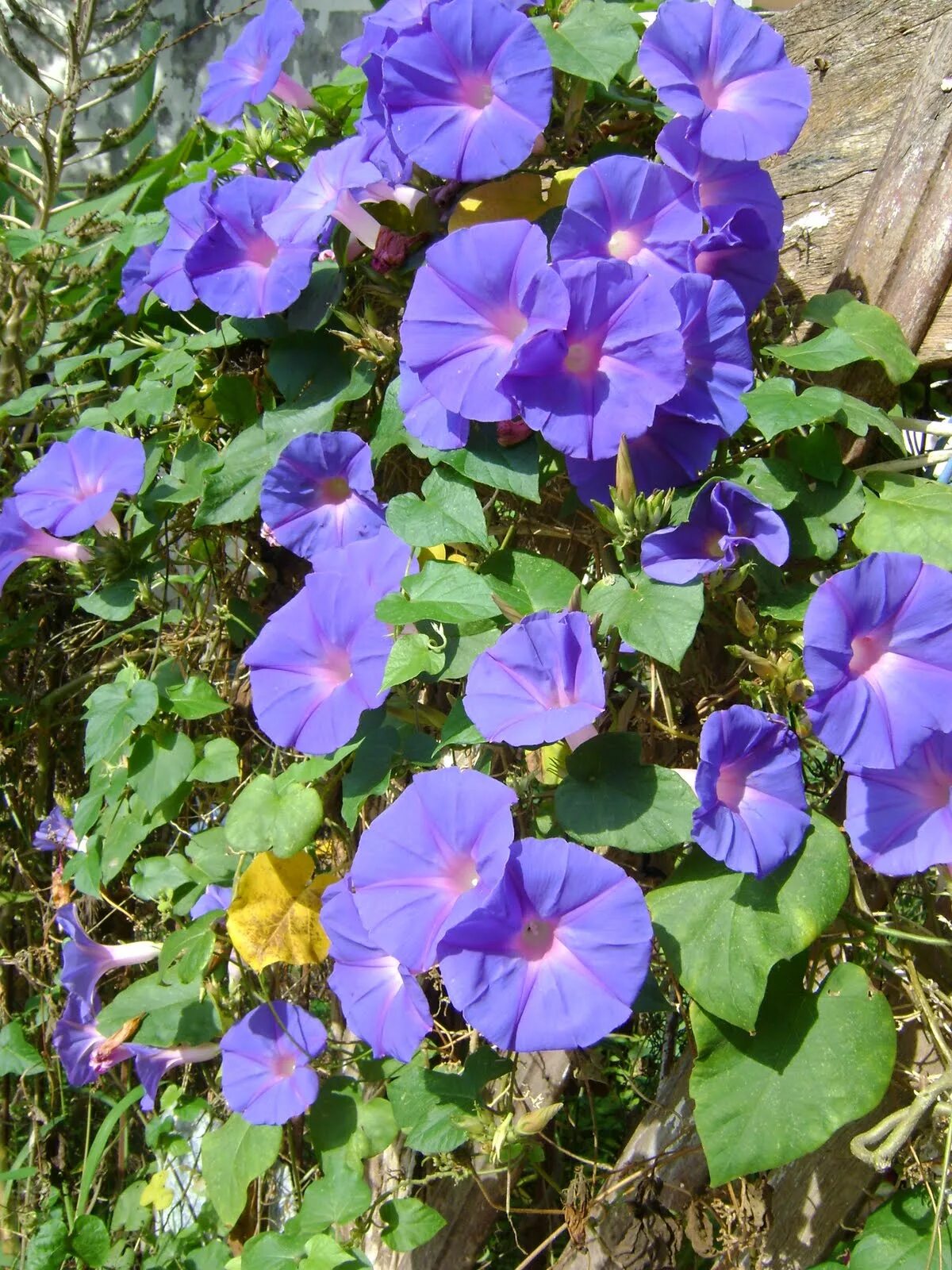 Как выглядит цветок ипомея трехцветный. Ипомея пурпурная Цыганочка. Ипомея трехцветная. Ипомея Мауро.