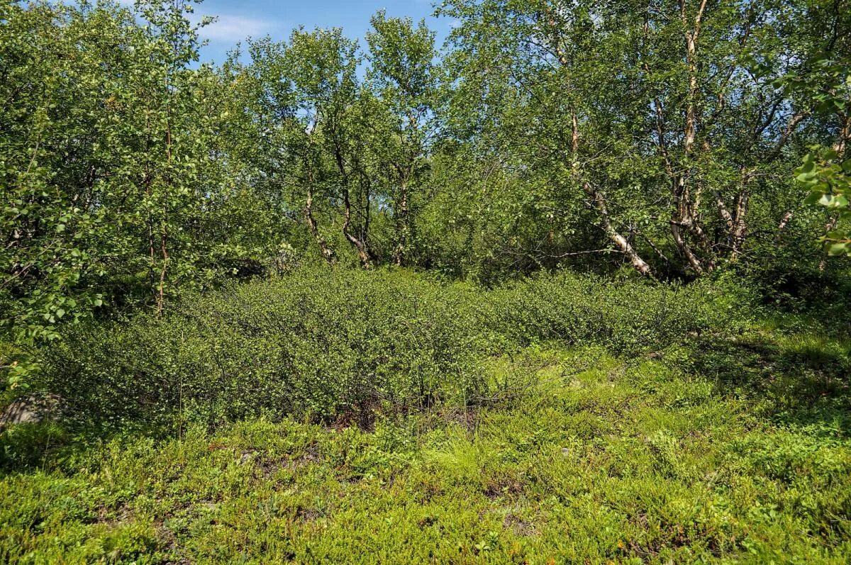 Заросли березки. Карликовые березы Мурманск. Сплошные заросли кустарников. Кусты заросли кустов. Заросли кустарника фото.