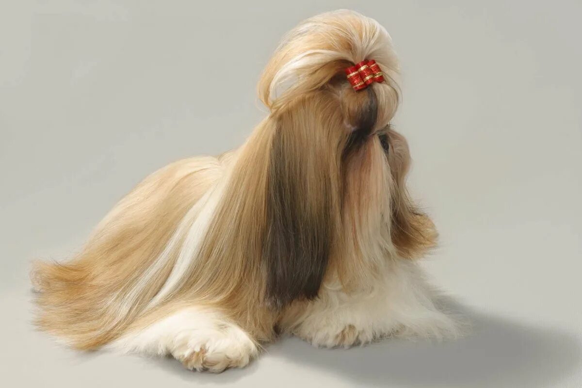 Уотерсайдский терьер. Собаки с маленькой шерстью. Мохнатый пекинес. Московский длинношерстный тойтерьер. Австралийский силки терьер.