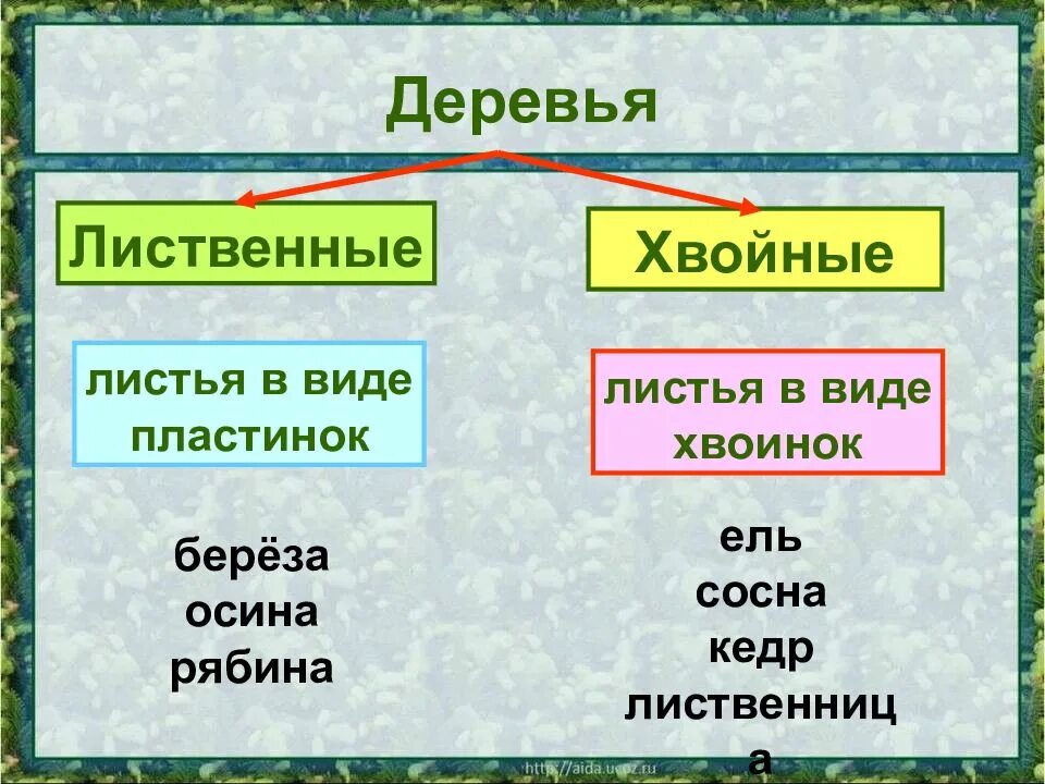 Какие бывают растения окружающий мир 2 класс. Хвойные и лиственные растения. Хвойные и лиственные растения 2 класс. Хвойные и лиственные раст. Лиственные и хвойные деревья 2 класс.