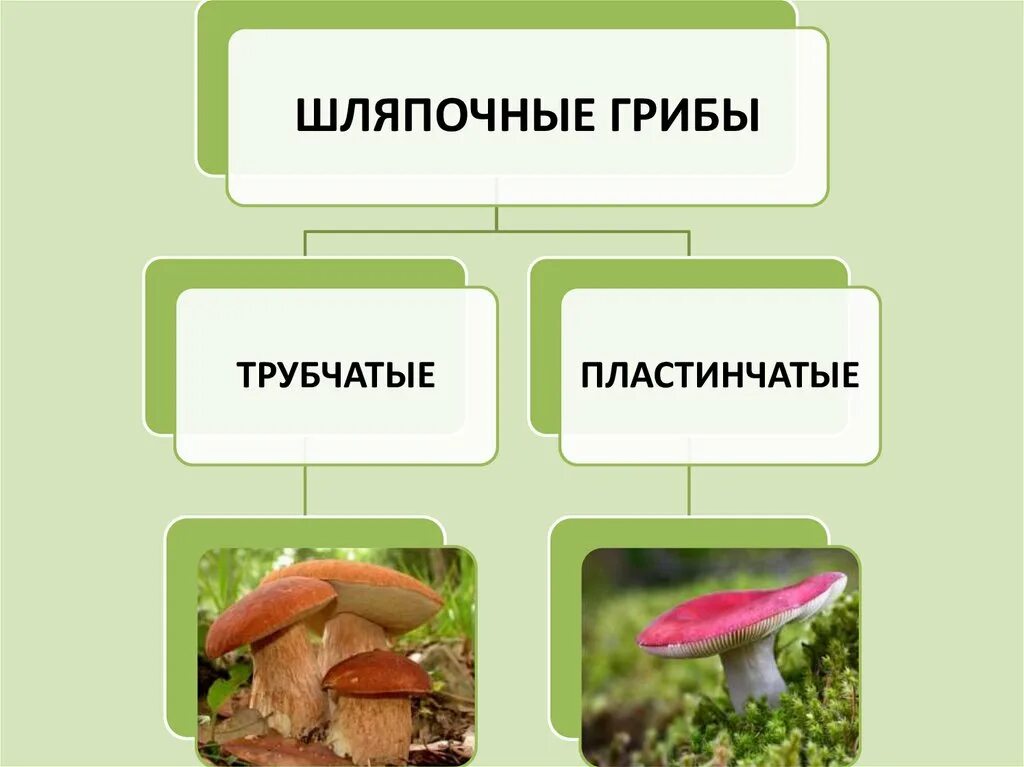 Сообщение многообразие и значение грибов. Строение и многообразие грибов 5 класс биология. Разнообразие грибов 5 класс. Разнообразие грибов схема. Многообразие грибов 5 класс биология.