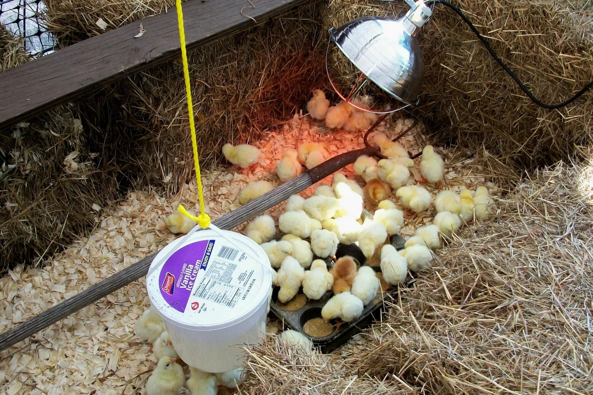 Нужно ли цыплятам ночью свет. Лампа для цыплят бройлеров. Брудер для цыплят в курятнике. Лампы в сарай для курей. Лампочка для цыплят бройлеров.