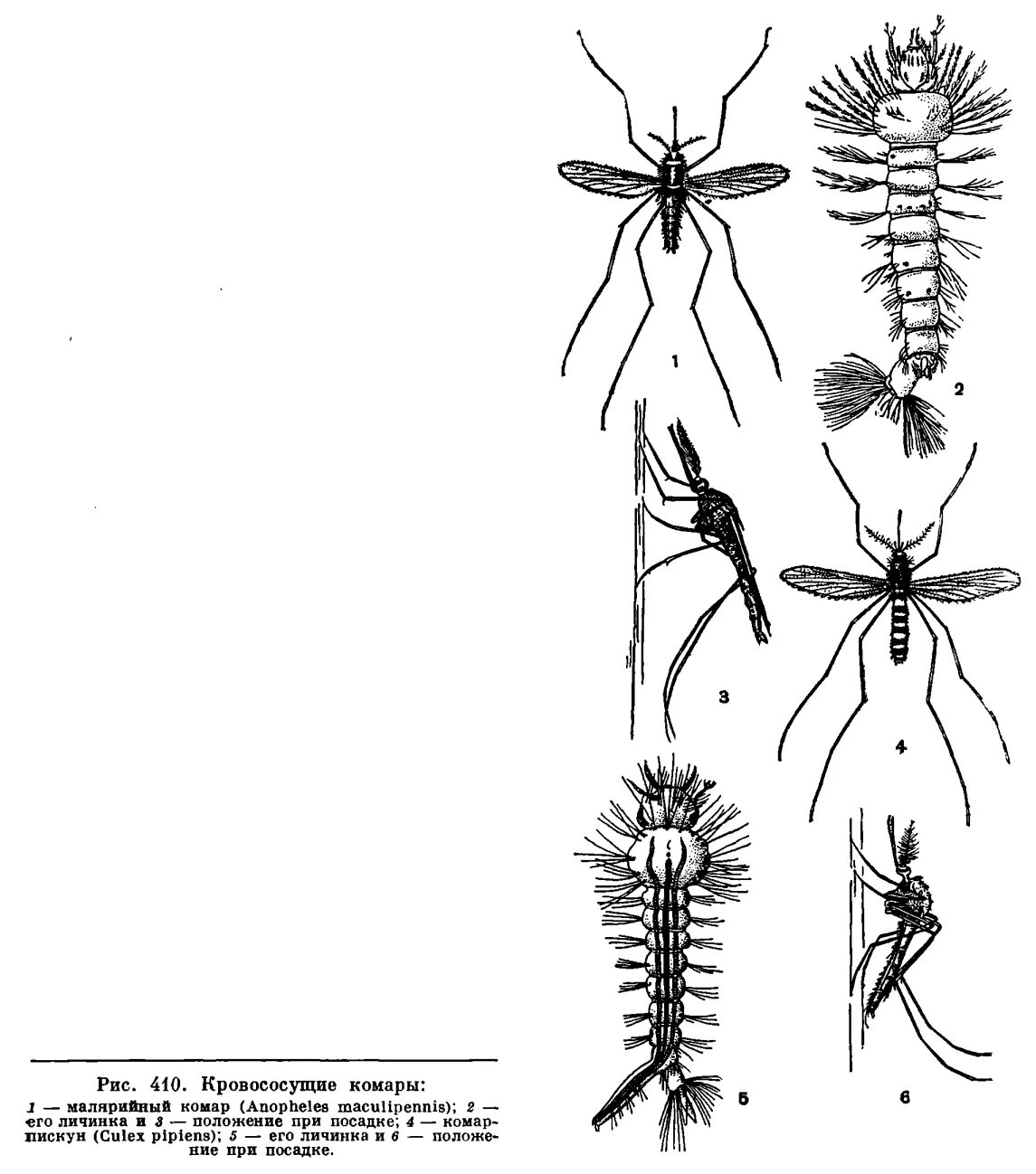 Личинка малярийного комара. Личинки обыкновенного и малярийного комара. Личинка малярийного комара строение. Личинки комаров Anopheles. Комар малярийный комар членистоногие двукрылые