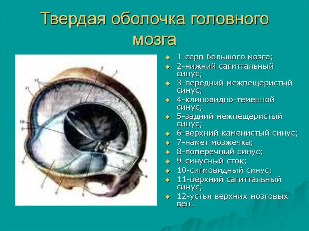 Твердая оболочка головного мозга анатомия. Отростки твердой мозговой оболочки. Серп большого мозга (твердая оболочка головного мозга). Оболочки мозга. Синусы твердой мозговой оболочки.