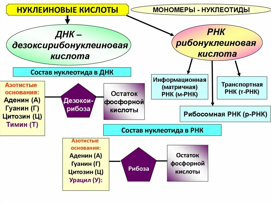 Мономером нуклеиновых кислот является нуклеотид. Нуклеиновые кислоты. Применение нуклеиновых кислот. Фосфорная кислота в ДНК И РНК. Остаток фосфорной кислоты ДНК И РНК таблица.