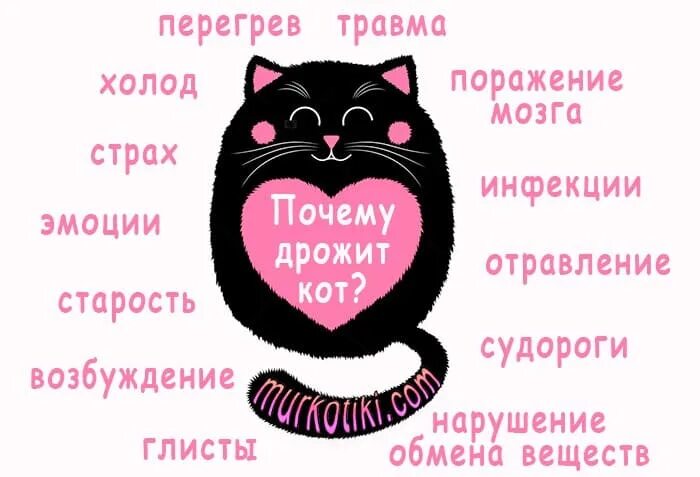 Кота трясет мелкой дрожью. Почему кот дрожит. Что делать если кот трясется. Почему котики дрожат.