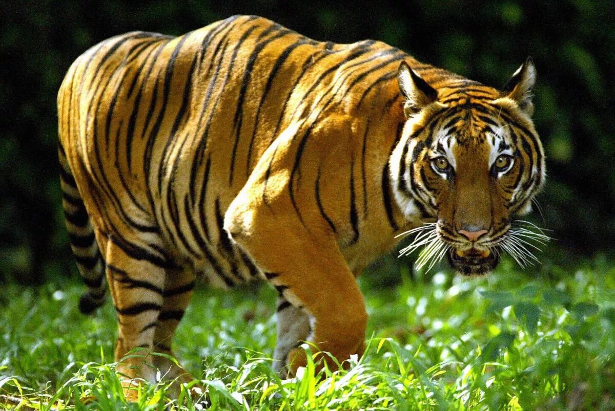 Tigers are the largest. Индокитайский тигр. малайский тигр (panthera tigris jacksoni). индокитайский тигр (panthera tigris corbetti). • индокитайский тигр • малайский тигр.