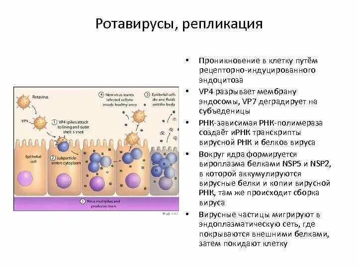 Переносчики ротавируса. Переносчики ротавируса