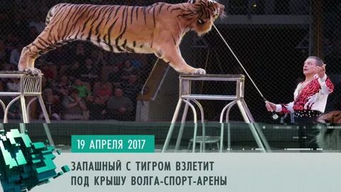 Колыбель тигра 19