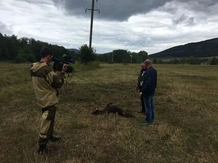 Волк новости