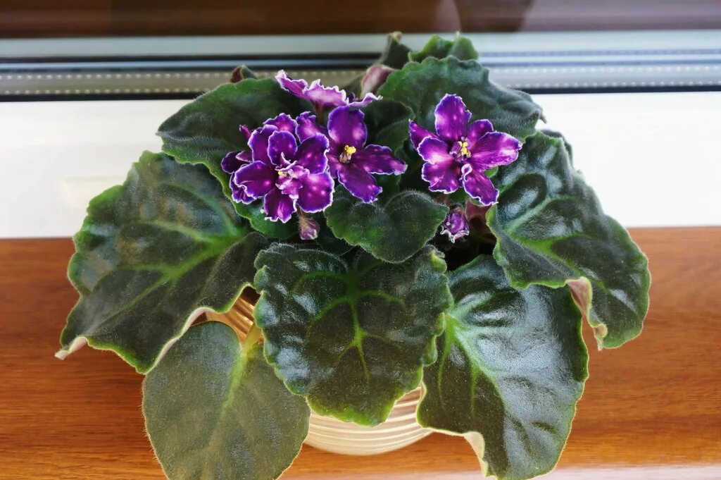 Фиалка танец галактик. См танец галактик фиалка. Фиалка танец галактик морев. Фиалка танец галактик. Фиалка галактический шторм.