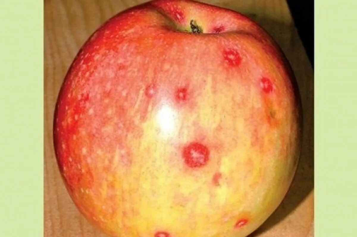 Почему появляется яблоко. Щитовка на яблоне. Калифорнийская щитовка. Подкожная пятнистость яблок. Калифорнийская щитовка на плодах.