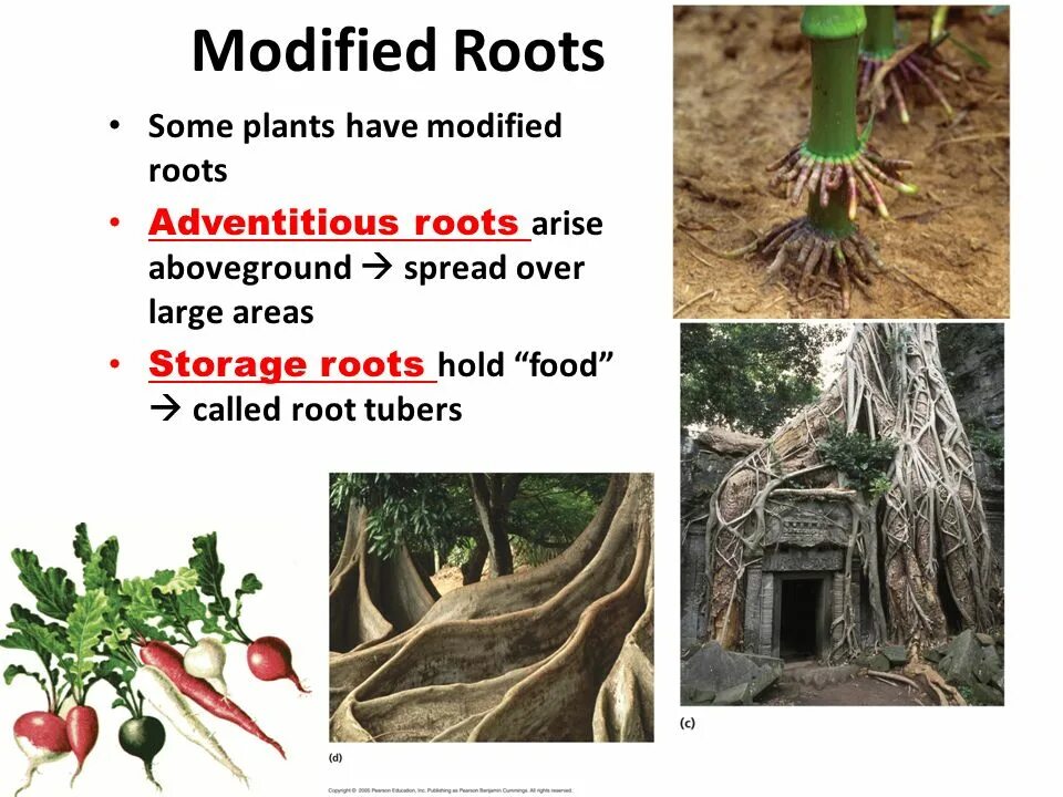 Яд из растений. Root modifications. Different parts of a plant. Some plants. Parts of a plant.