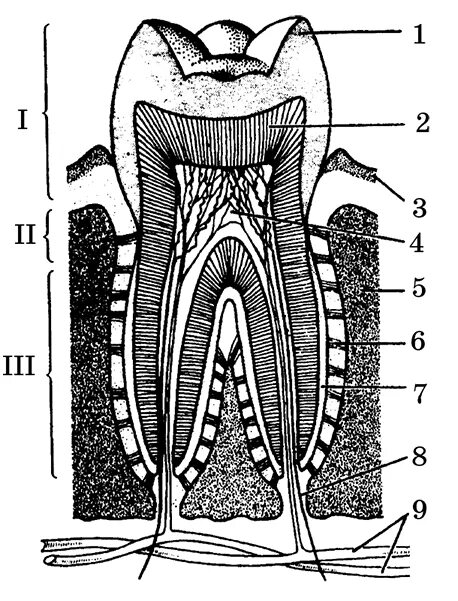 Общий план строения зуба. Строение зубов анатомия. Строение зуба человека.