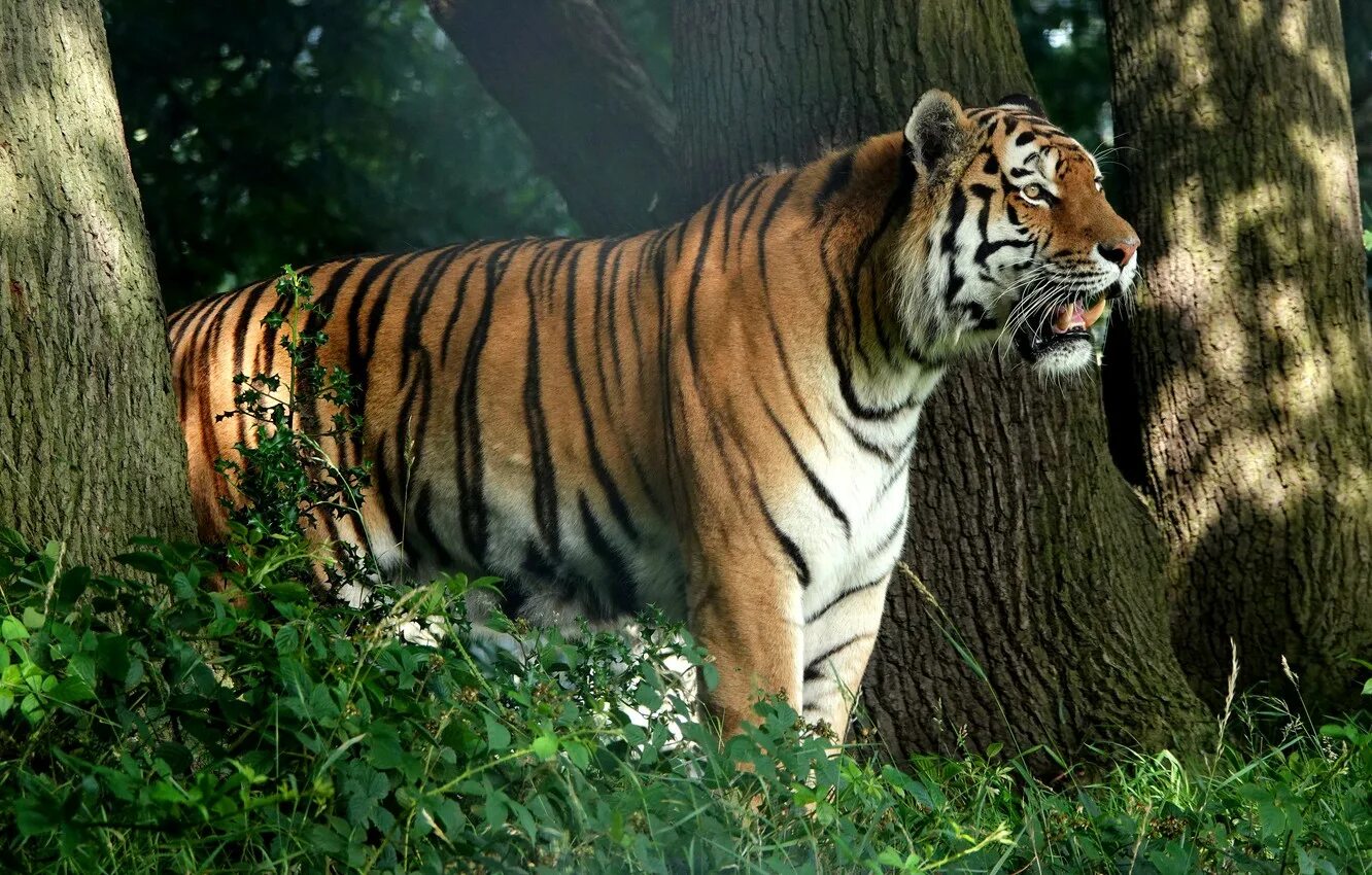 Tree tiger