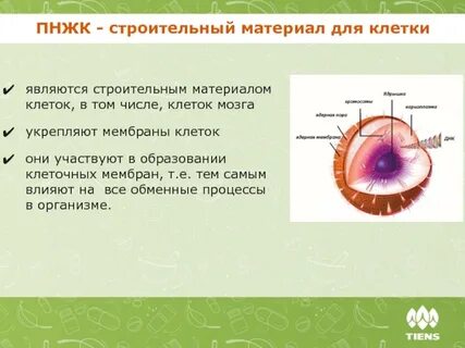 Строительный материал клеток и тканей
