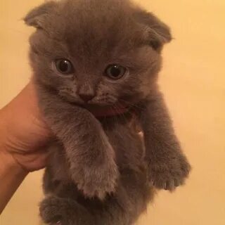 Котята омск